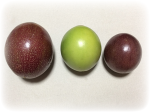 パッションフルーツ（右から:キングルビー,黄色系,紫系